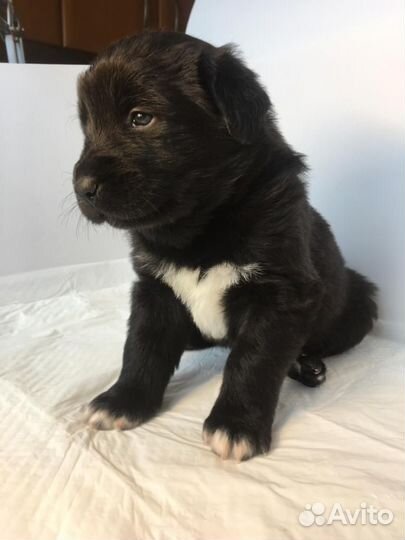 Тувинская овчарка