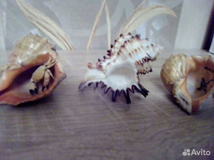 Ракушки(вместе)