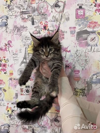 Котята мейн-кун