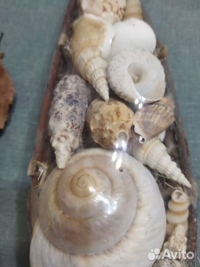 Подарочный набор ракушек