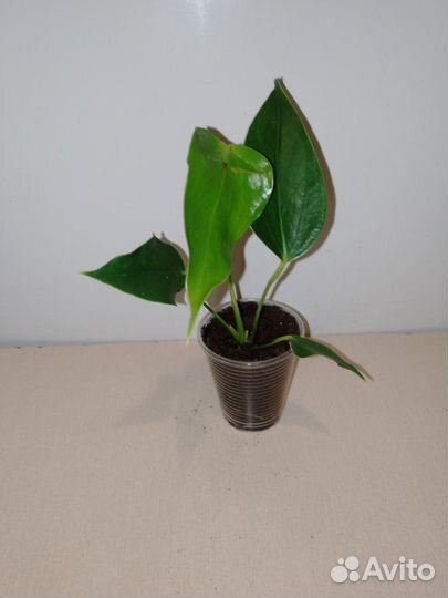 Антуриум лили белый