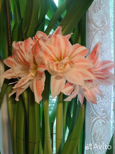 Гиппеаструм амариллис Dancing Queen