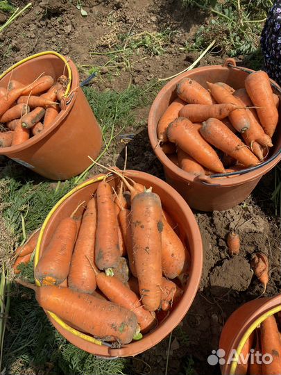 Морковь свежая