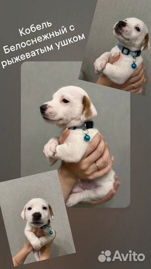 Щенки джек рассел терьер