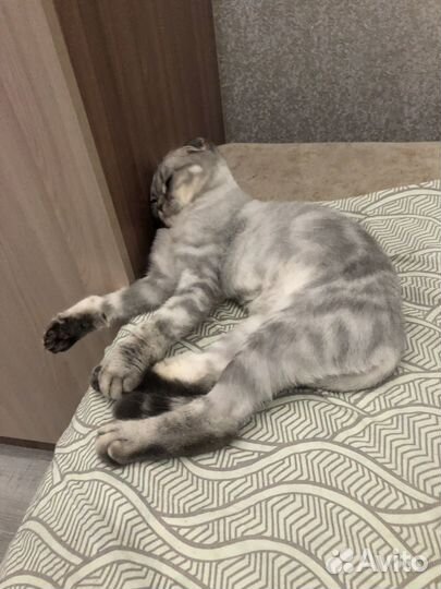 Отдам бесплатно
