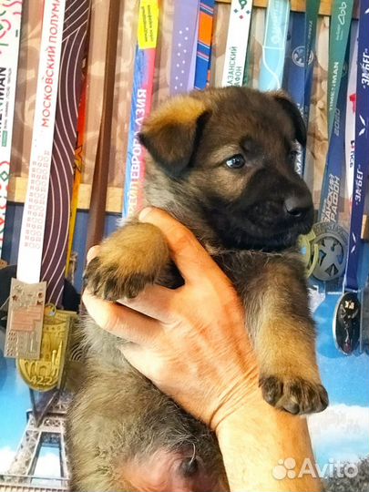 Немецкая овчарка