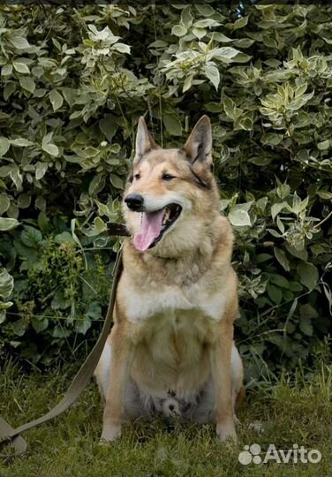 Собака из приюта в добрые руки