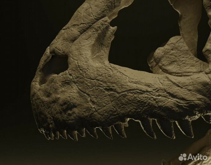 Череп динозавра Майюнгазавр