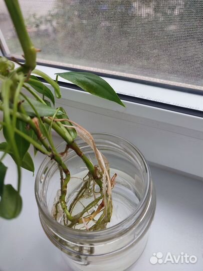 Филодендрон лиана