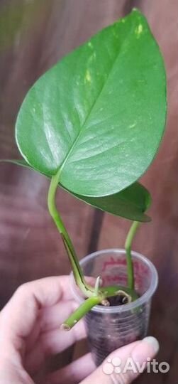 Редкие эпипремнумы Dark Form+Pinnatum Yellow