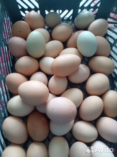 Инкубационное яйцо