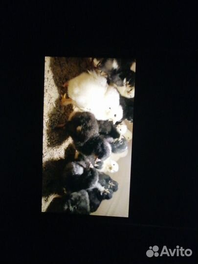 Цыплята суточные