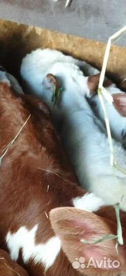 Телята с доставкой до двора за наш счёт