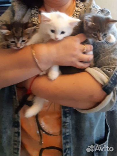 Котята (кошечка 3 мес) в хорошие руки