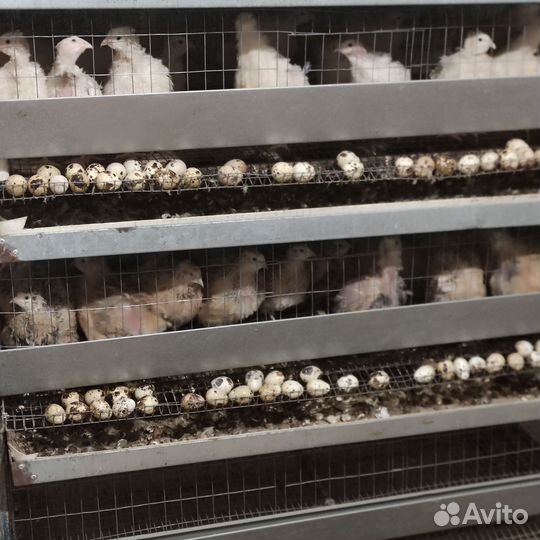 Клетки для перепелов бу