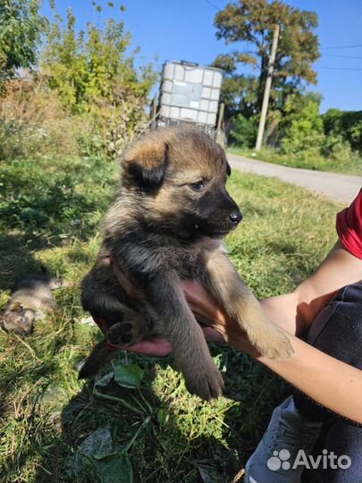 Щенки в добрые руки