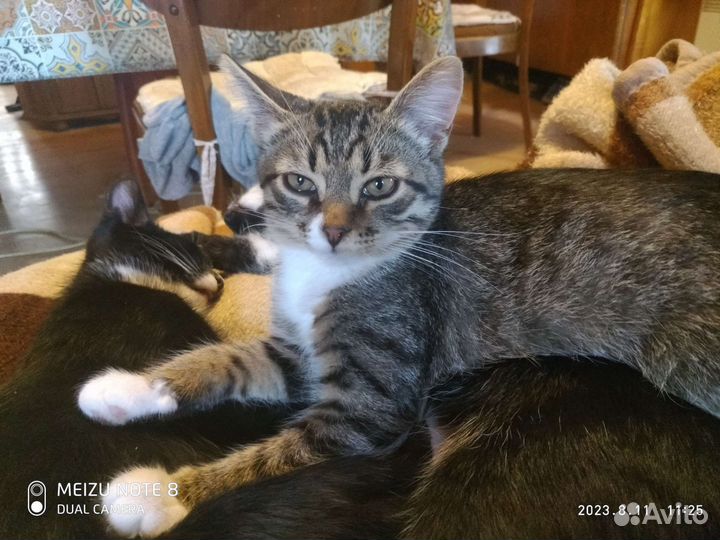 Кошка в дар