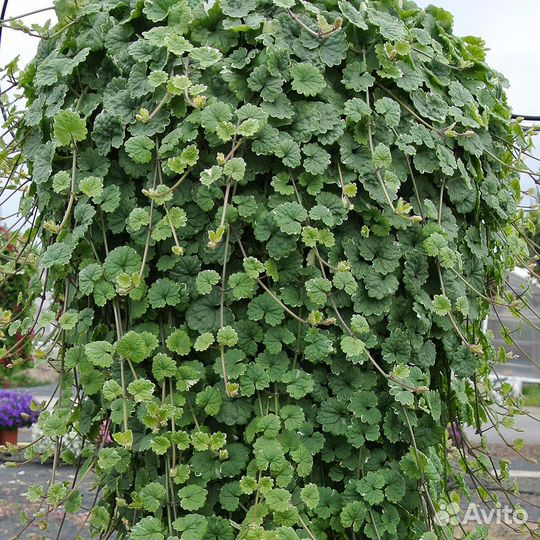 Будра вегетативная