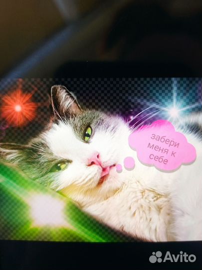 Кошке нужен постоянный дом с хорошими людьми