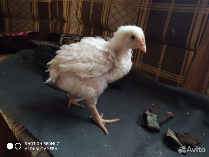 Цыплята бройлеры