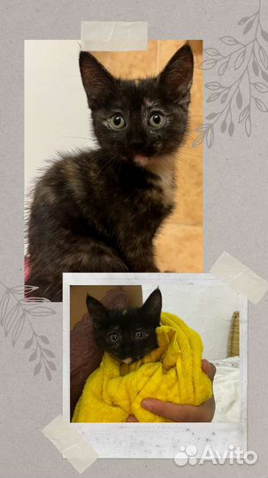 Ласковый котенок в добрые руки