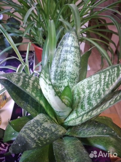 Домашние растения.Сансевиерия Ханни