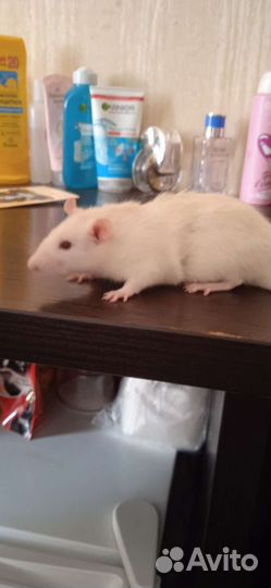 Декоративная крыса с клеткой