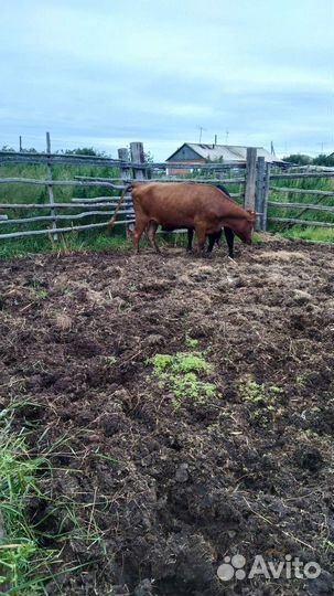 8 голов малодняка