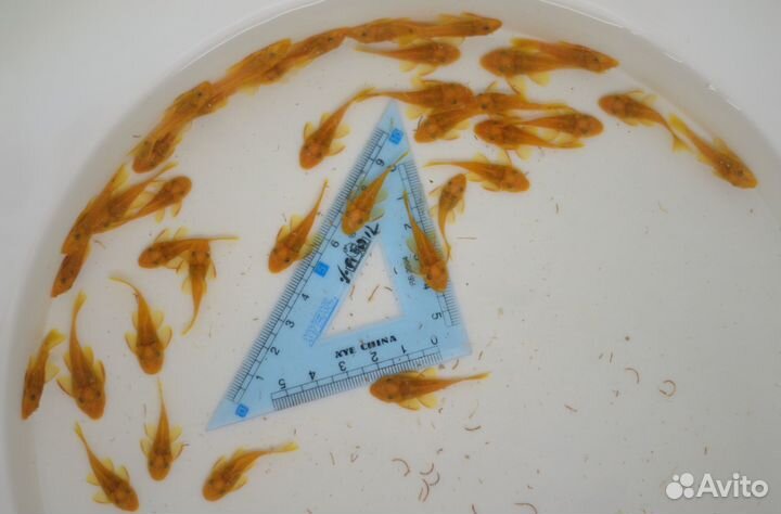 Хелены, анциструсы супер ред