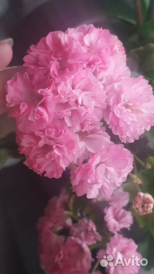 Пеларгонии сортовые