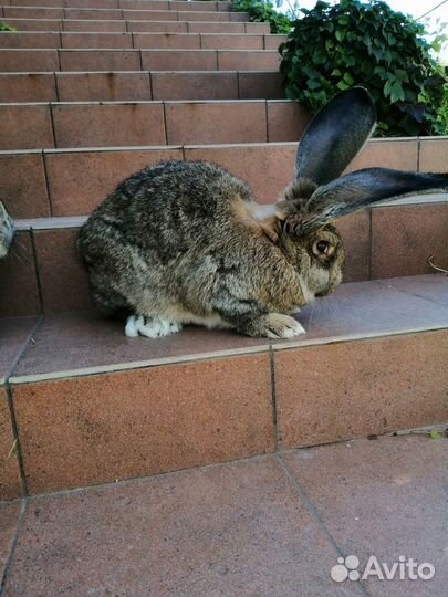 Кролы на племя Ризен 4 мес