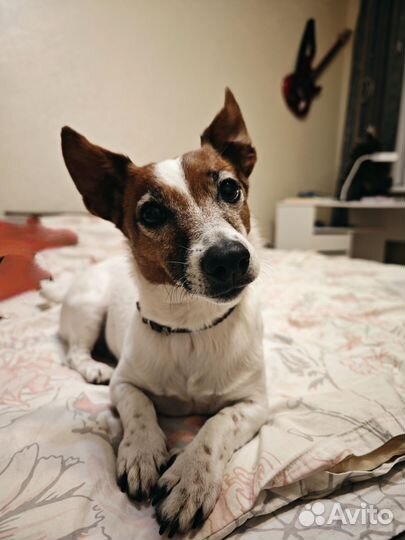 Передержка собак, выгул собак