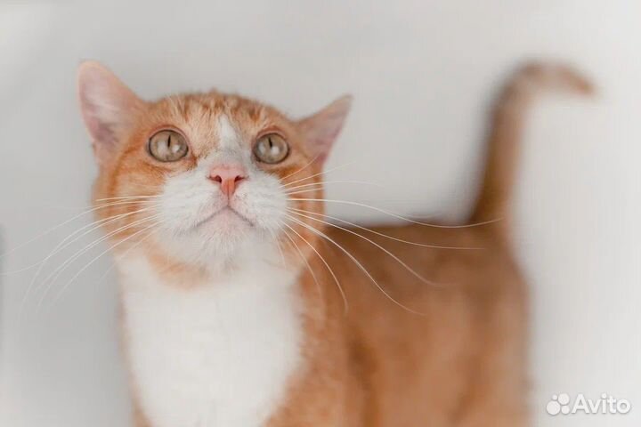 Рыжее счастье в поисках дома