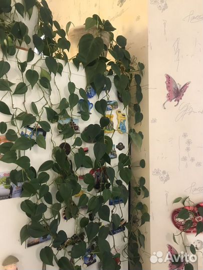 Сциндапсусы и Филодендроны