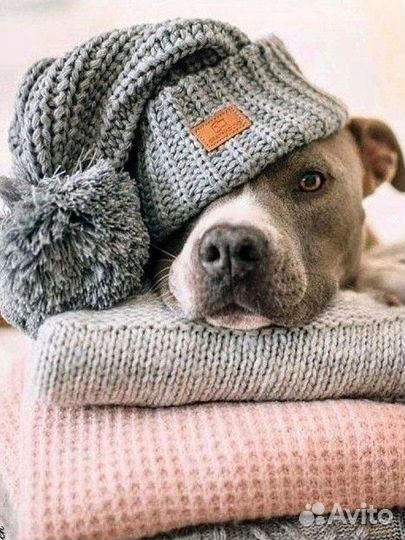Шапка для животных