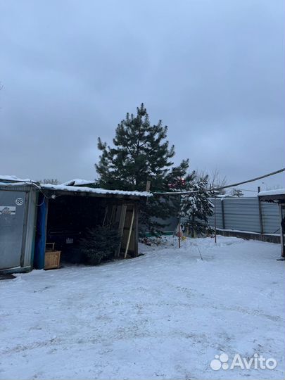 Сосна с голубыми иголками