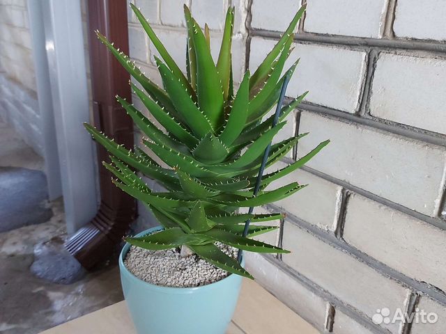 Сортовой алоэ