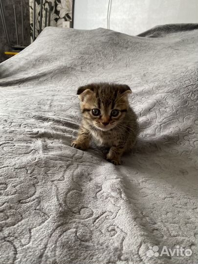 Шотландская