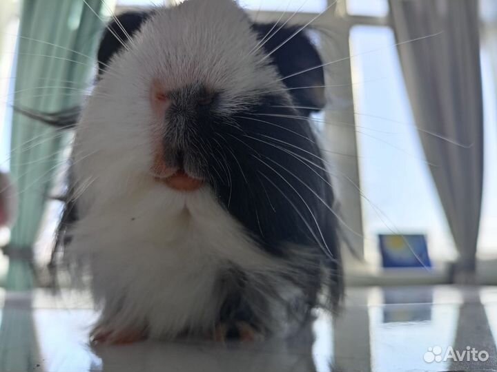 Разыскивают невест морские свинки породы шелти