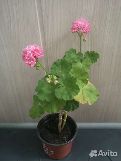Пеларгония зональная