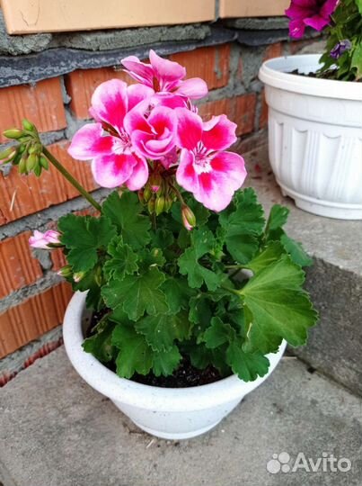 Герань пеларгония
