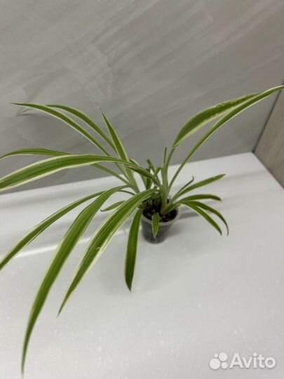 Хлорофитум