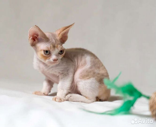 Котёнок Девон рекс