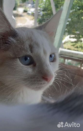 Кошка 2.5 месяца