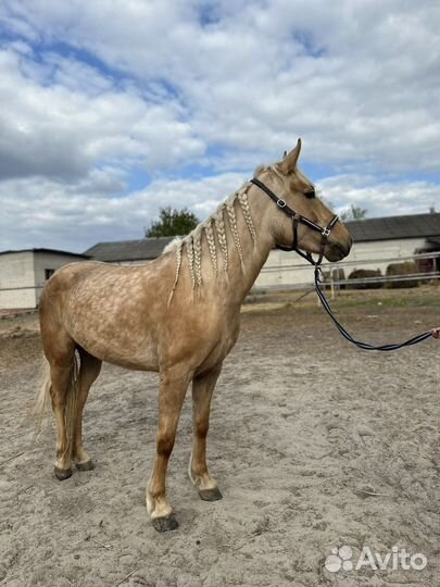 Молодая лошадь