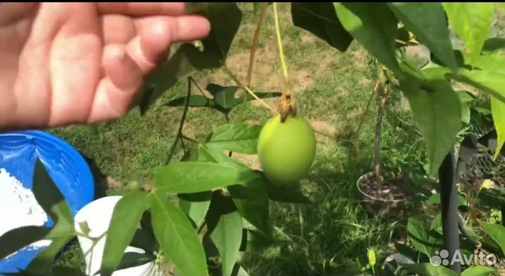 Пассифлора