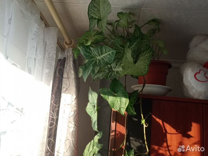 Отдам отводки домашних цветов