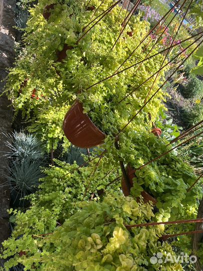 Вербейник монетчатый ауреа