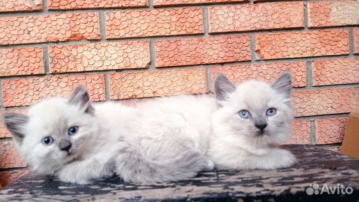 Очаровательные котята