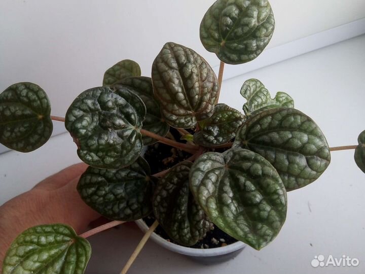 Пеперомии сортовые